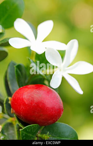 Les prunes natal. Carissa macrocarpa. Banque D'Images