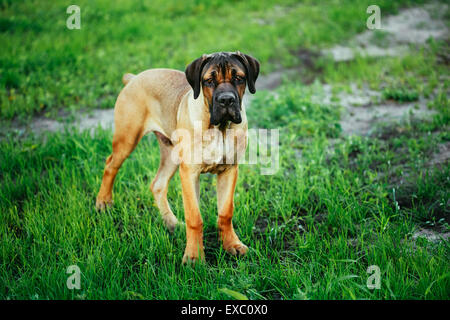 Cane Corso Chiot Dragonnet debout sur l'herbe verte Piscine Banque D'Images