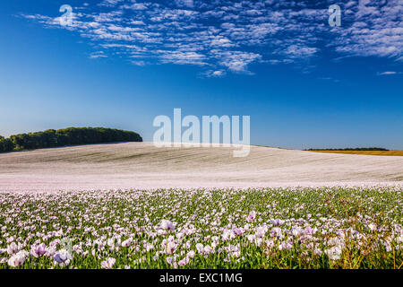 Domaine des coquelicots blancs cultivés près de Rockley dans le Wiltshire. Banque D'Images