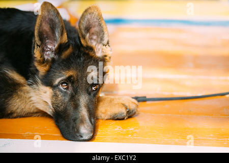 Close Up jeune chiot Berger Allemand assis sur le plancher en bois Banque D'Images