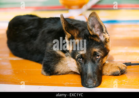 Close Up jeune chiot Berger Allemand assis sur le plancher en bois Banque D'Images
