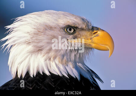 L'aigle chauve américain d'oiseaux adultes, portrait Banque D'Images