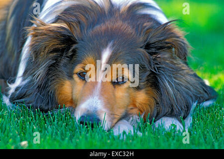 Shetland Sheepdog lying in grass, gros plan Banque D'Images