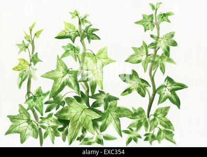 L'aquarelle de branches et de feuilles de lierre vert isolated on white Banque D'Images
