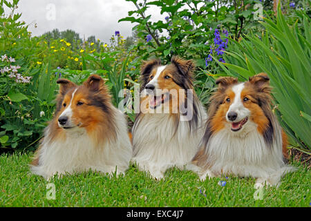 Shetland Sheepdog,trois ensemble dans jardin Banque D'Images