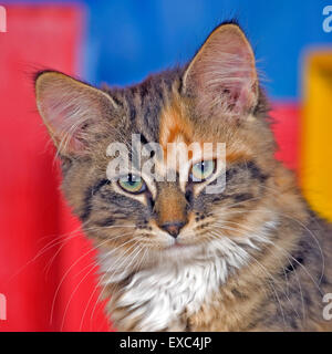 Calico Kitten, portrait, dans la chambre Banque D'Images