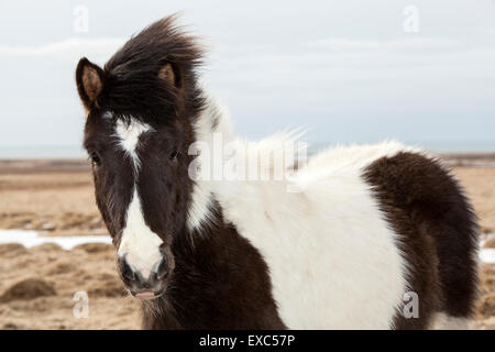 Portrait d'un cheval noir et blanc sur une prairie au printemps Banque D'Images