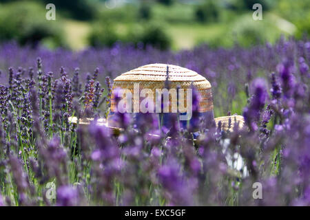 Lordington Lavender Farm, Lordington, Chichester, West Sussex, UK. 10 juillet, 2015. Les visiteurs apprécient la lavande sur une journée portes ouvertes un Banque D'Images