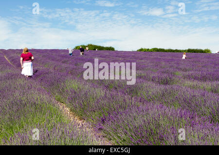 Lordington Lavender Farm, Lordington, Chichester, West Sussex, UK. 10 juillet, 2015. Les visiteurs apprécient la lavande sur une journée portes ouvertes un Banque D'Images