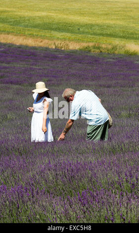 Lordington Lavender Farm, Lordington, Chichester, West Sussex, UK. 10 juillet, 2015. Les visiteurs apprécient la lavande sur une journée portes ouvertes un Banque D'Images