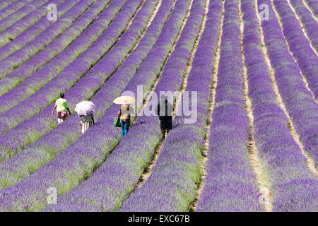 Lordington Lavender Farm, Lordington, Chichester, West Sussex, UK. 10 juillet, 2015. Les visiteurs apprécient la lavande sur une journée portes ouvertes un Banque D'Images