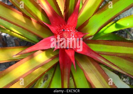 Voir l'ananas fleurs de Banque D'Images