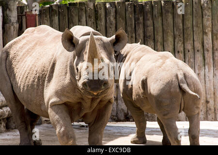 Rhinocéros Banque D'Images