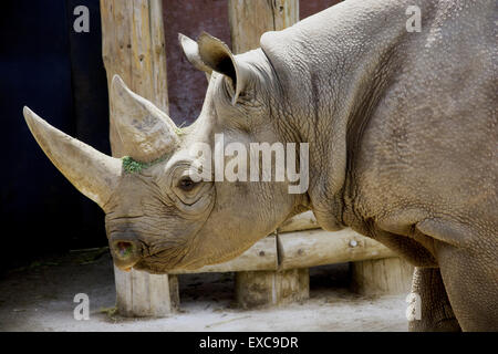 Rhinocéros Banque D'Images