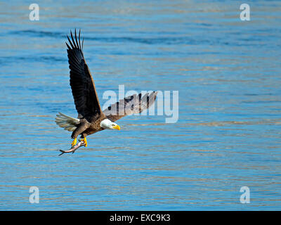 American Bald Eagle Flying avec des poissons Banque D'Images
