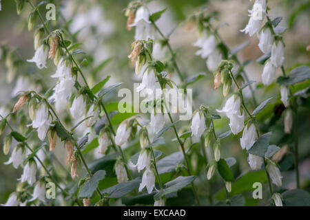 Cornish campanule campanules Campanula alliariifolia Banque D'Images