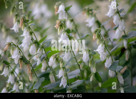 Cornish campanule campanules Campanula alliariifolia Banque D'Images