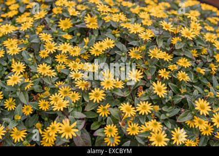 Les zinnias zinnia rampant fleurs jaune riche close up Sanvitalia speciosa jaune Santiago Banque D'Images