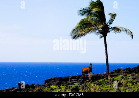 Chevaux sur pâturage côtières - Île de Pâques Banque D'Images