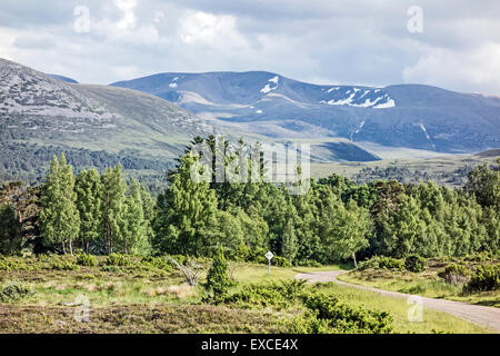 Montagne Braeriach écossais puissant dans le Parc National de Cairngorms le long d'une journée de juillet avec les bouleaux et les pins en face Banque D'Images