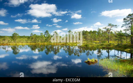 Les bogs Viru au parc national de Lahemaa Banque D'Images