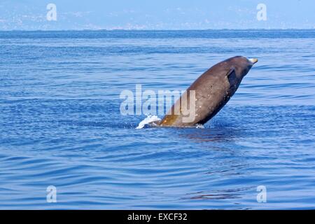 La baleine à bec de Cuvier (Ziphius cavirostris), dans le Golfe de Gênes, en mer Ligure. Banque D'Images