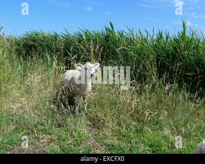 Les moutons Banque D'Images