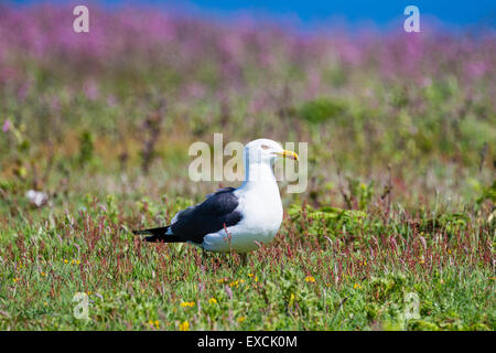 Un goéland marin sur l'île de Skomer, Pembrokeshire Banque D'Images