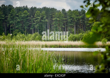 Runcorn est une ville industrielle et port du fret à Halton, Cheshire, Royaume-Uni. Photo Delamere Forest ou Delamere Forest Park est un lar Banque D'Images