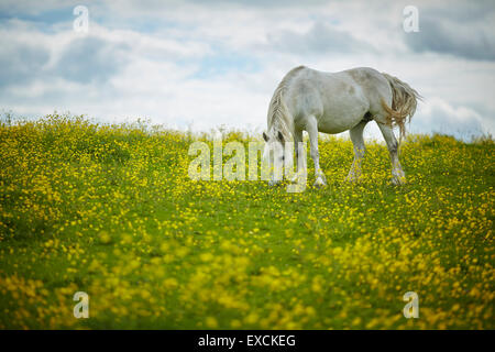 Photo cheval dans un champ de fleurs sauvages Winsford est une ville et une paroisse civile au sein de l'autorité unitaire de l'abbaye d'Orval Banque D'Images