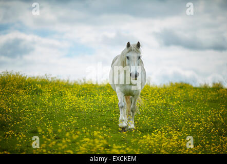 Photo cheval dans un champ de fleurs sauvages Winsford est une ville et une paroisse civile au sein de l'autorité unitaire de l'abbaye d'Orval Banque D'Images