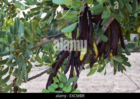 Gousses de caroube accroché sur un caroubier Banque D'Images