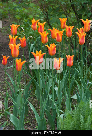 Tulipe - Tulipa ballerine Banque D'Images