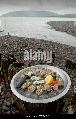 Porlock Bay Oysters qui sont produites pour la première fois en 120 ans de Porlock Weir,Somerset, Royaume-Uni. Alan Wright est l'un des propriétaires. Banque D'Images