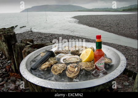 Porlock Bay Oysters qui sont produites pour la première fois en 120 ans de Porlock Weir,Somerset, Royaume-Uni. Alan Wright est l'un des propriétaires. Banque D'Images