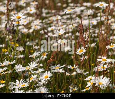 Une image pleine de ox-eye daisies, Leucanthemum vulgare avec certains l'oseille, Rumex acetosella Banque D'Images