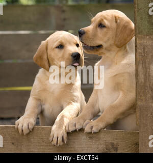 Deux chiots labrador retriever Banque D'Images