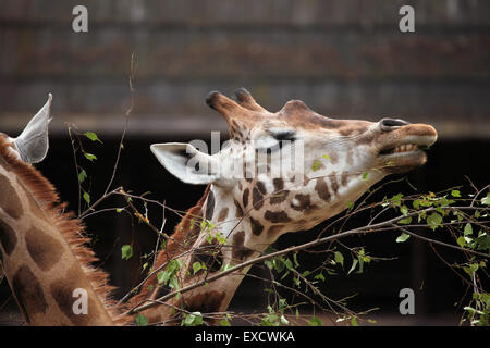 Rothschild Girafe (Giraffa camelopardalis rothschildi) au zoo de Liberec en Bohême du Nord, en République tchèque. Banque D'Images