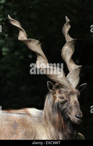 Le markhor (Capra falconeri boukharienne heptneri), également connu sous le nom de Turkmènes Markhor au zoo de Liberec en Bohême du Nord, en République tchèque. Banque D'Images