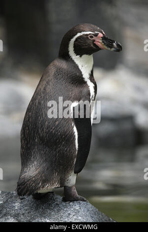 Manchot de Humboldt (Spheniscus humboldti), également connu sous le nom de pingouin chilien au zoo de Liberec en Bohême du Nord, en République tchèque. Banque D'Images