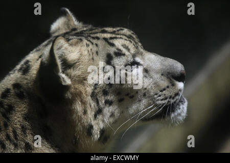 Snow Leopard (Panthera uncia) au zoo de Liberec en Bohême du Nord, en République tchèque. Banque D'Images