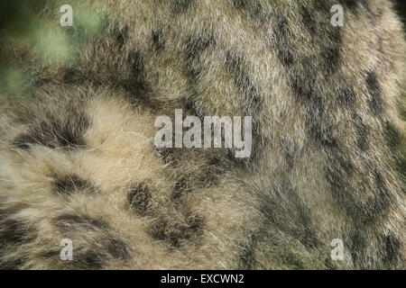 Snow Leopard (Panthera uncia) la texture de la fourrure. Des animaux de la faune. Banque D'Images