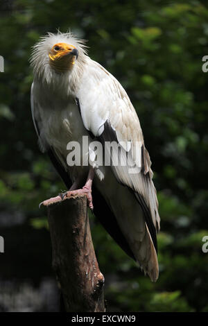 Percnoptère (Neophron percnopterus), également connu sous le nom de vautour charognard blanc au zoo de Liberec, République tchèque. Banque D'Images