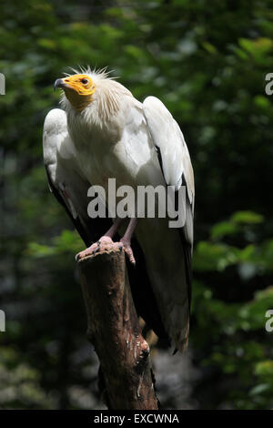 Percnoptère (Neophron percnopterus), également connu sous le nom de vautour charognard blanc au zoo de Liberec, République tchèque. Banque D'Images