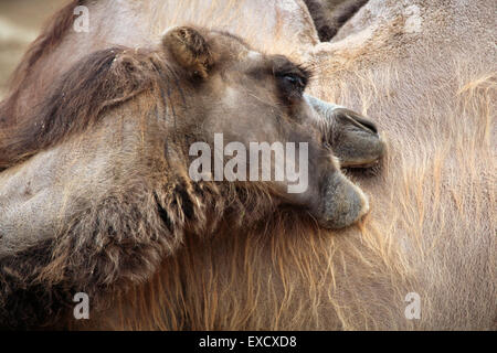 La chameau de Bactriane (Camelus bactrianus) au zoo de Liberec en Bohême du Nord, en République tchèque. Banque D'Images