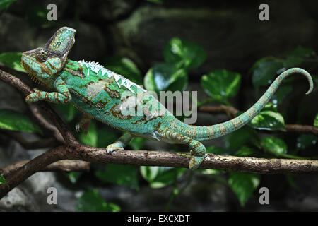 (Chamaeleo calyptratus caméléon voilée), également connu sous le nom de caméléon du Yémen au zoo de Liberec en Bohême du Nord, en République tchèque. Banque D'Images