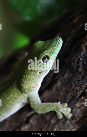 Koch's giant day gecko Phelsuma madagascariensis (kochi), également connu sous le nom de Madagascar à gecko jour zoo de Liberec, République tchèque. Banque D'Images