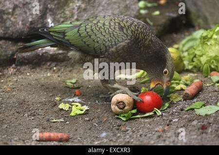 Kea (Nestor notabilis) au zoo de Liberec en Bohême du Nord, en République tchèque. Banque D'Images