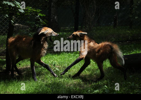 Deux loups à crinière (Chrysocyon brachyurus) combats au zoo de Liberec en Bohême du Nord, en République tchèque. Banque D'Images