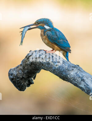 Alcedo atthis, Kingfisher Banque D'Images